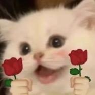 猫猫爱聊天