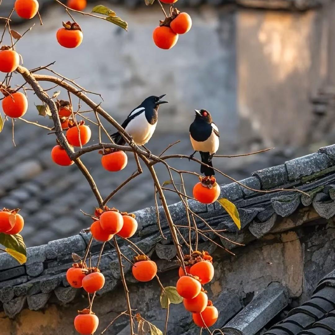 柿柿皆顺