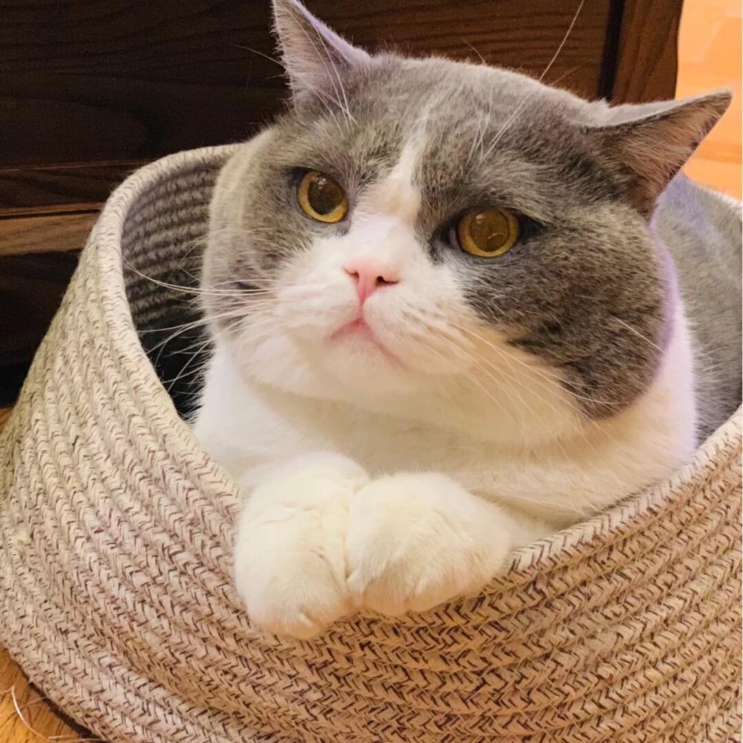 🌈爱吃土豆