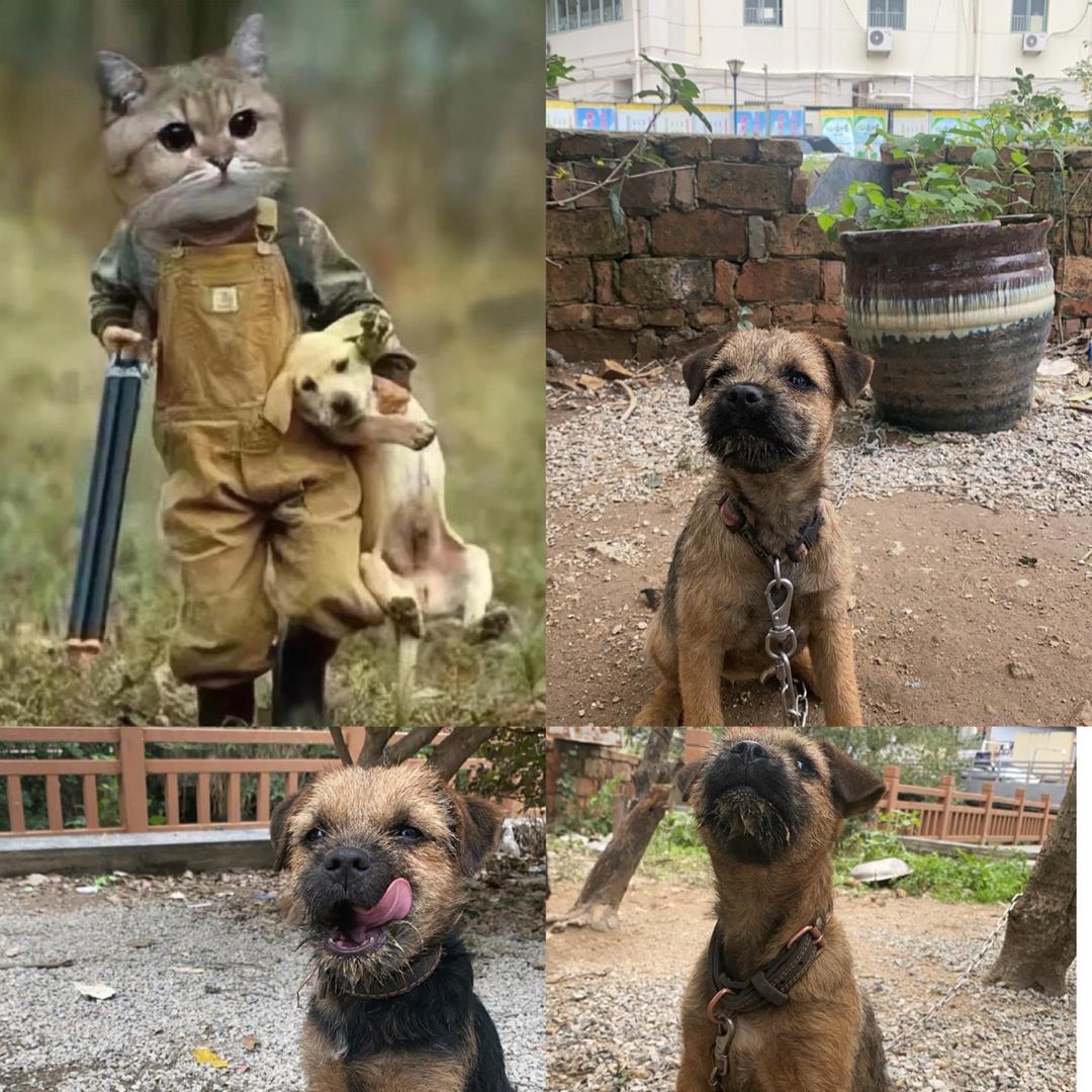 猎风玖号犬舍