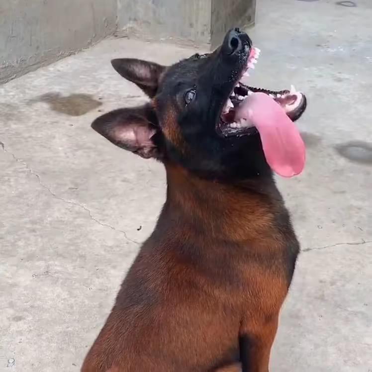 爆红马犬直播间