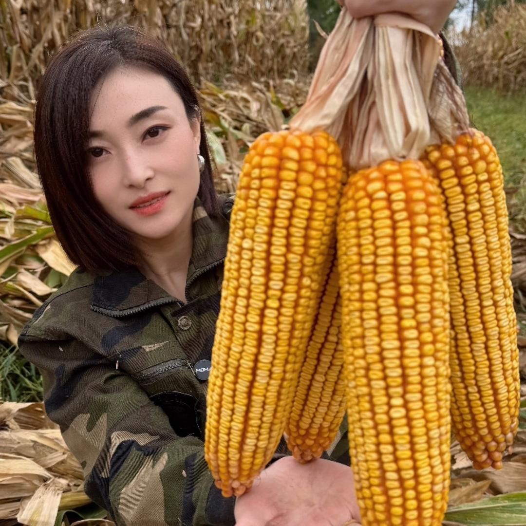 玉米小雪—吨科种业