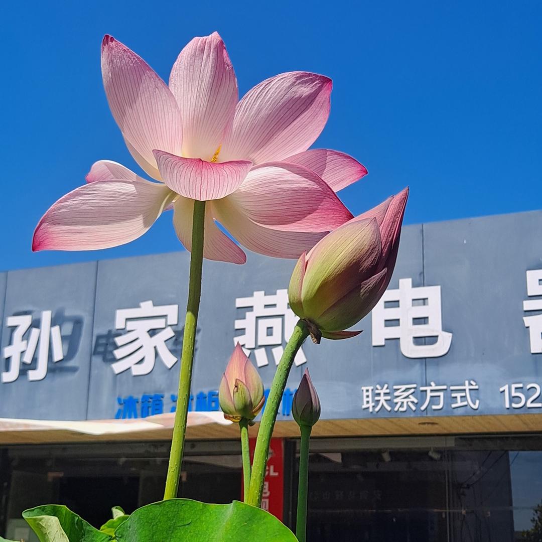孙家燕