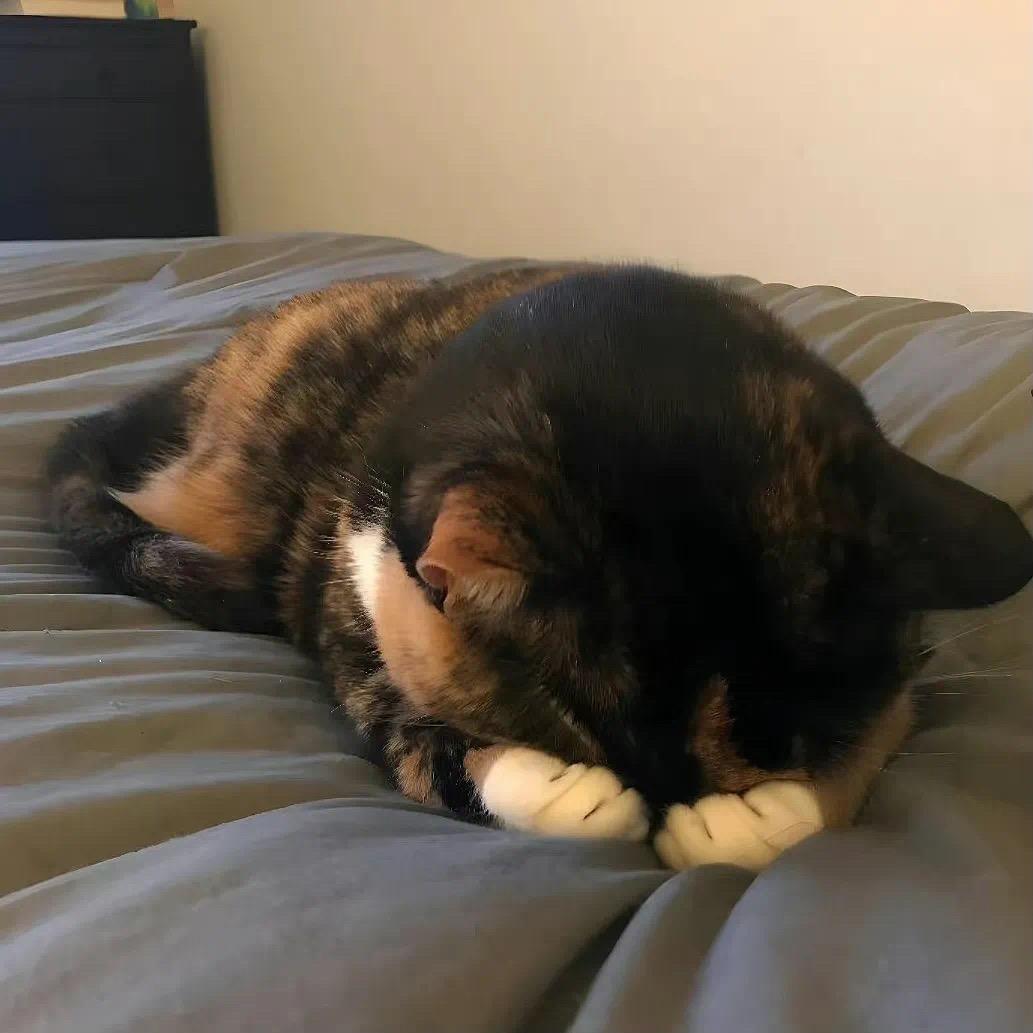 🐈🐈‍⬛有余。