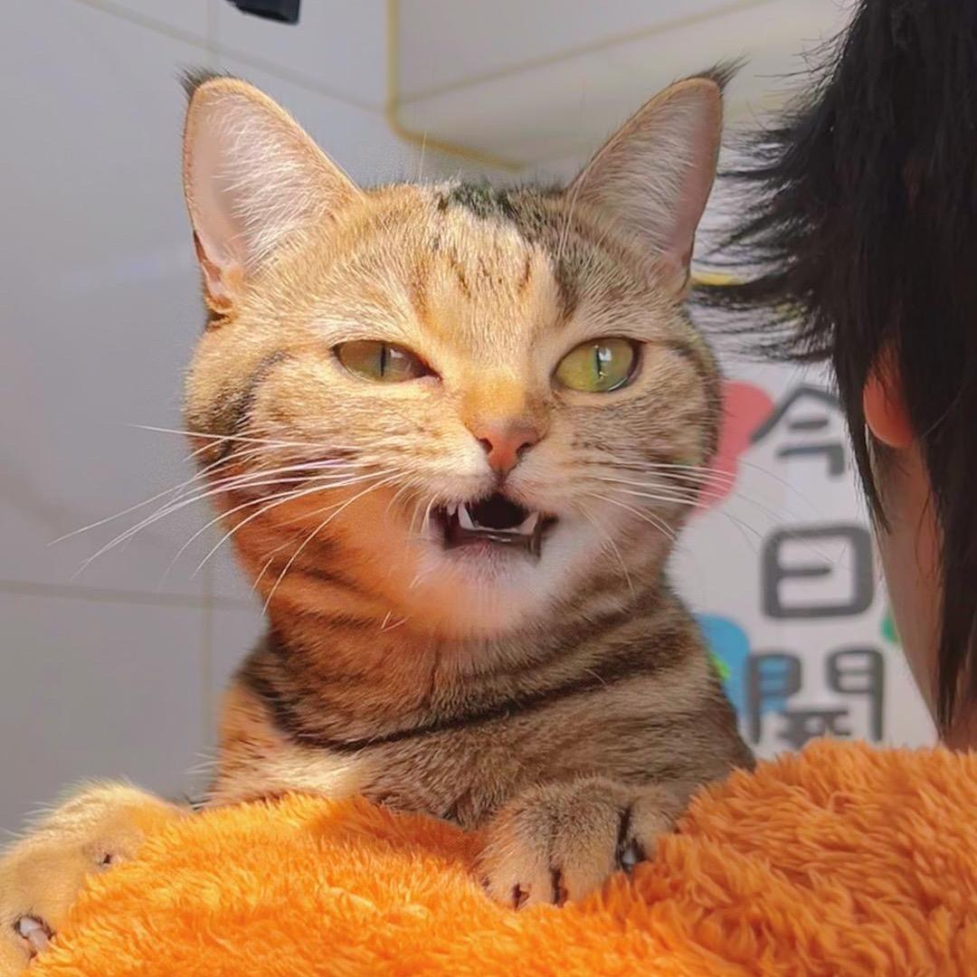 电子鼠七仔