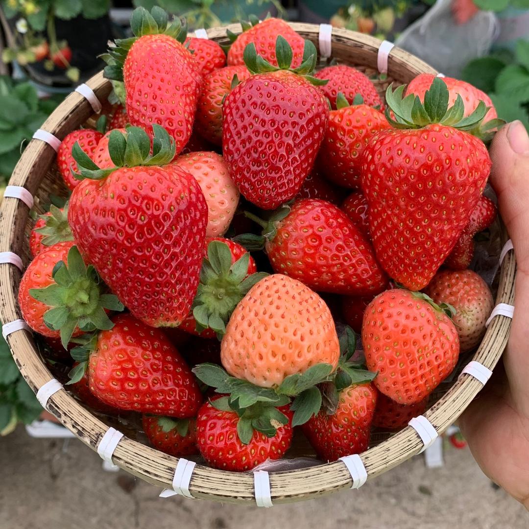 六叶草的楼顶果园（种果种菜）