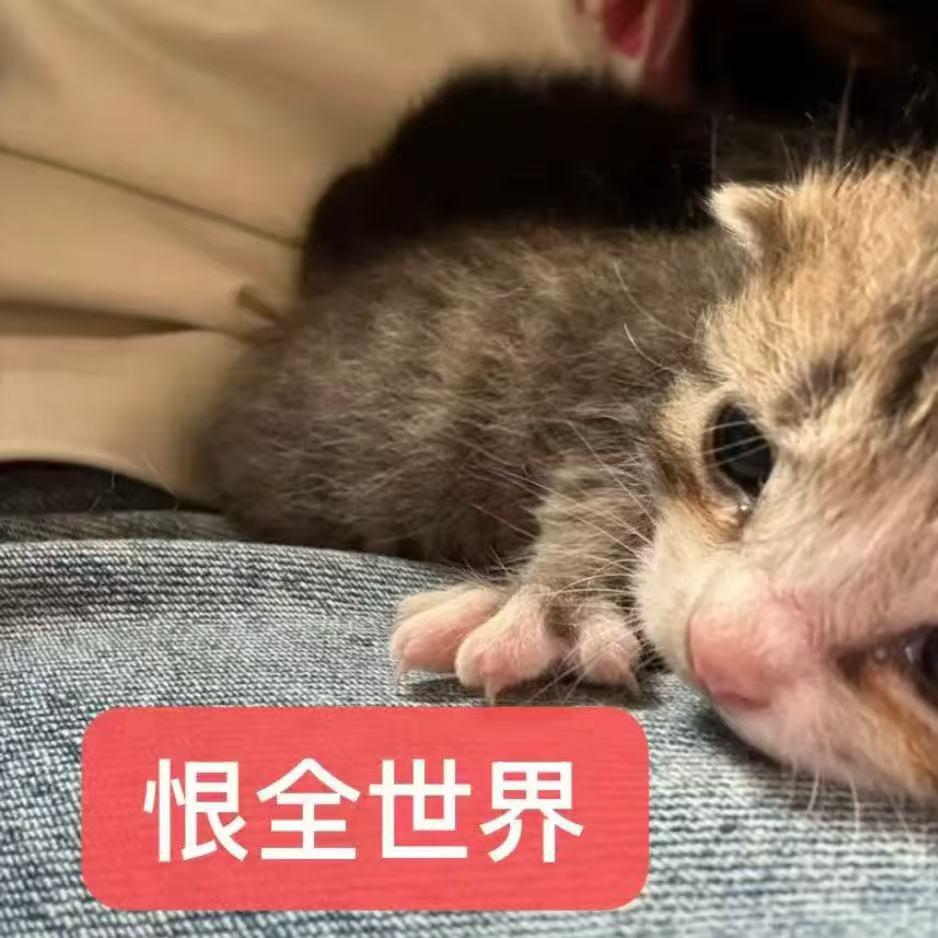 请赐予我勇敢