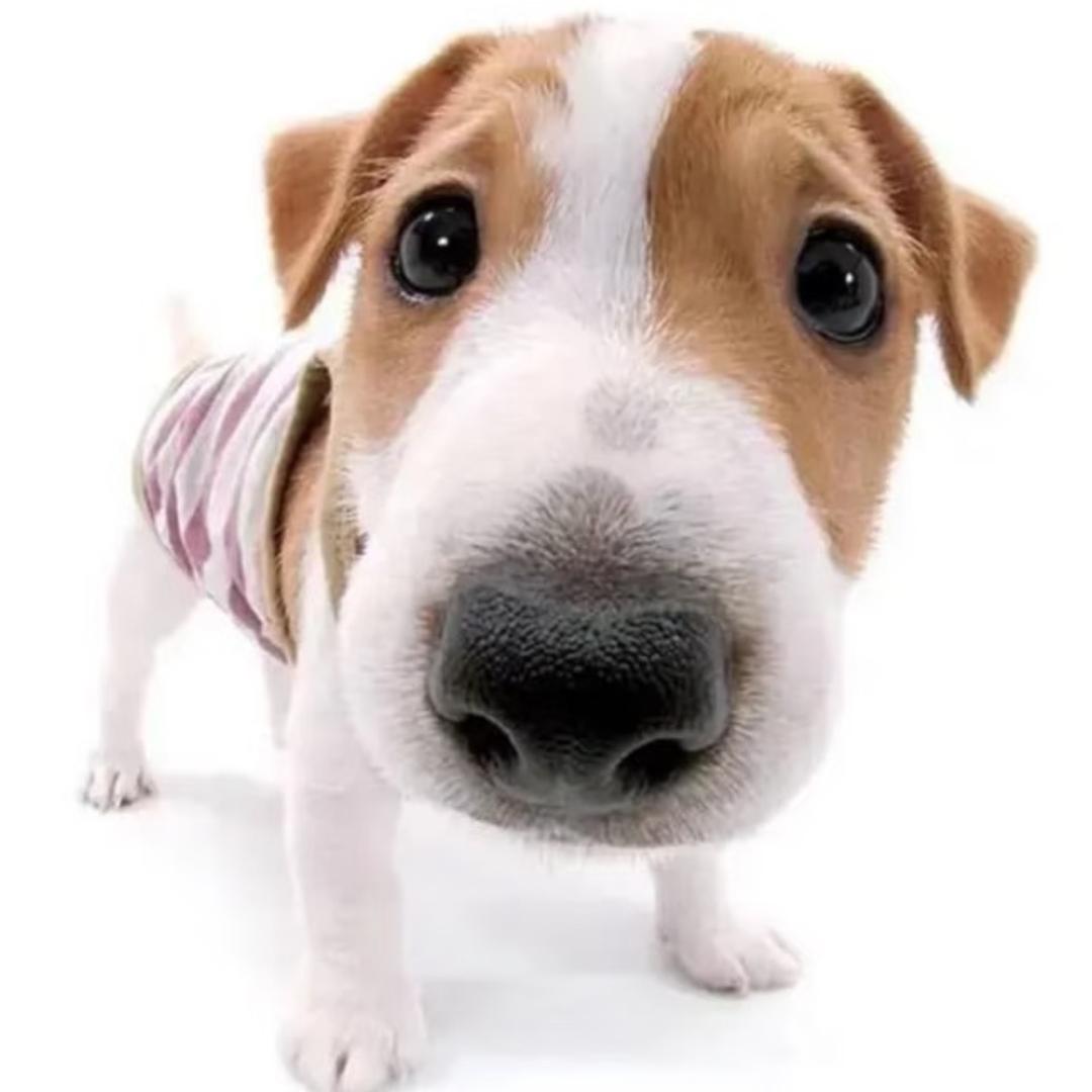 小葡萄uu