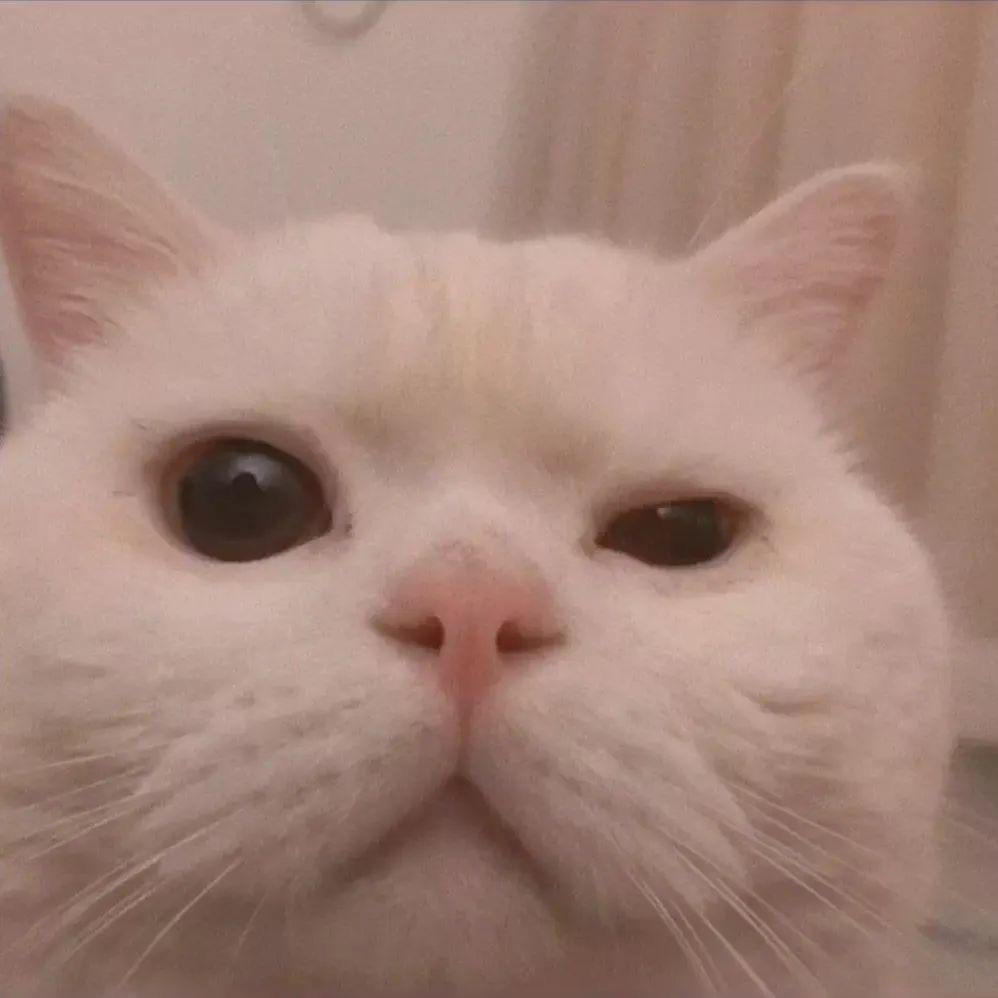 聚聚啵