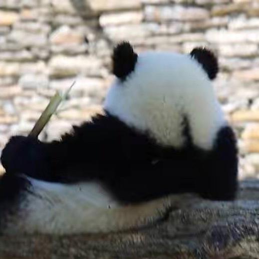 谁动了我的奶茶🐼