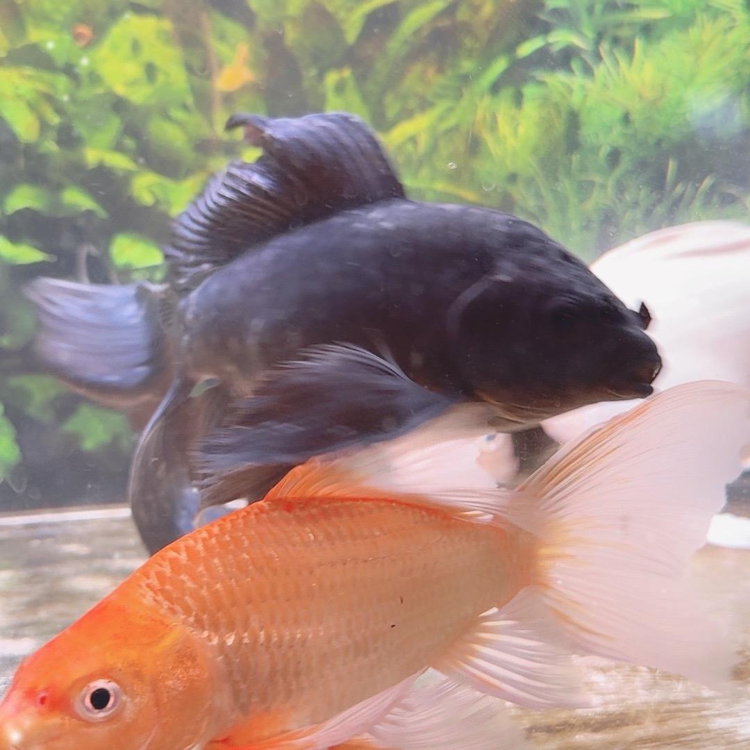 小黑