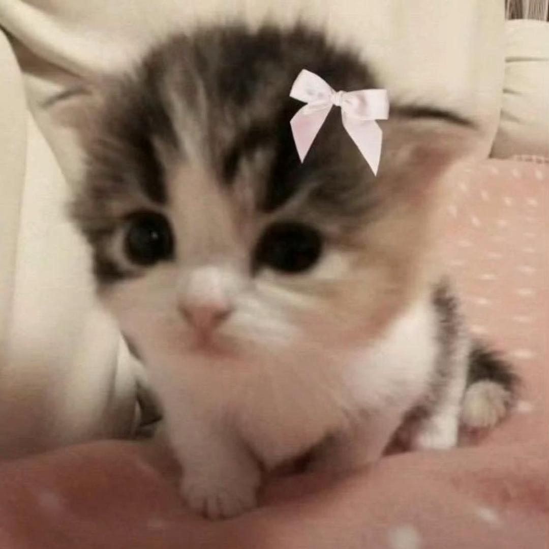 𝙠𝙞𝙩𝙩𝙮🧚