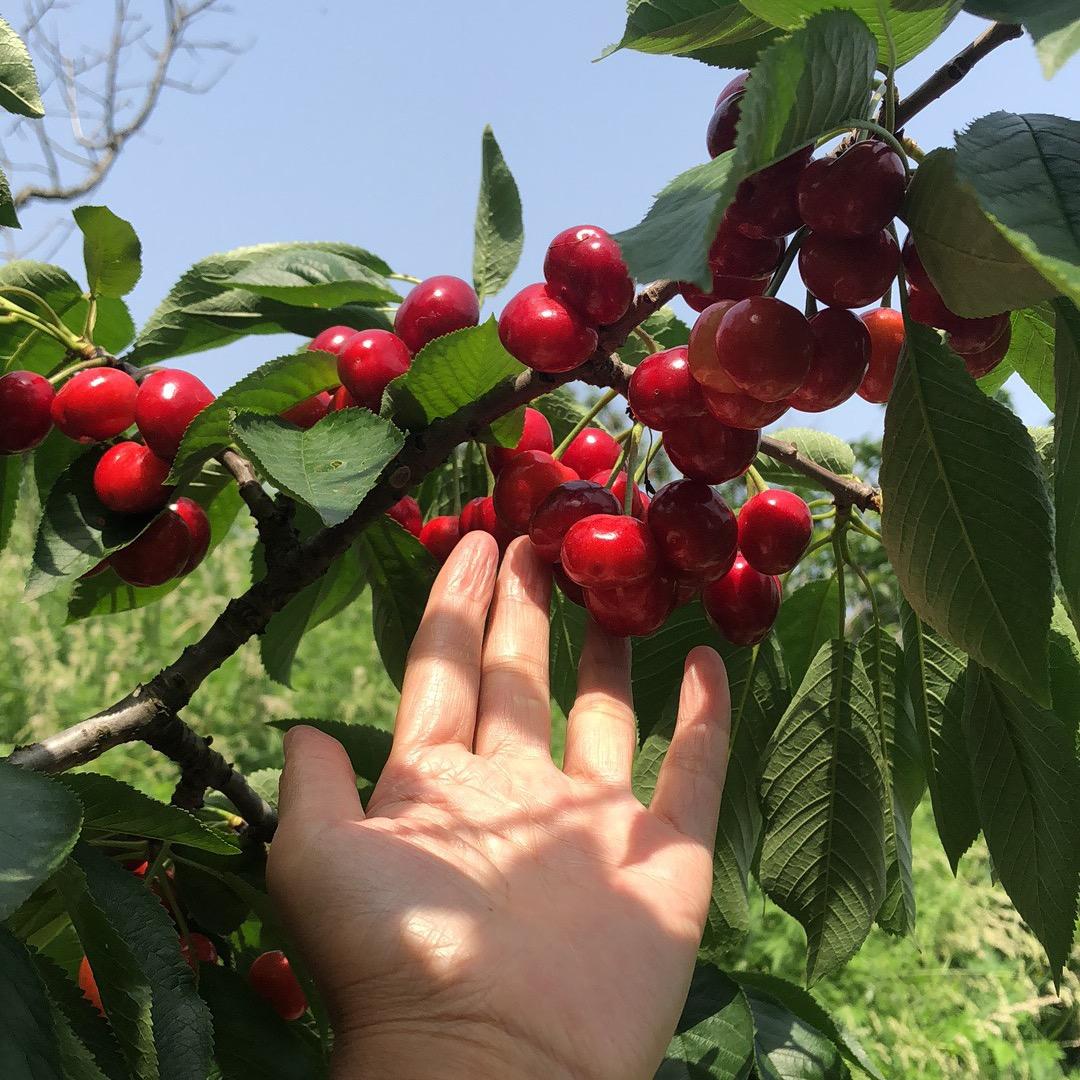 栖霞苹果大樱桃头像