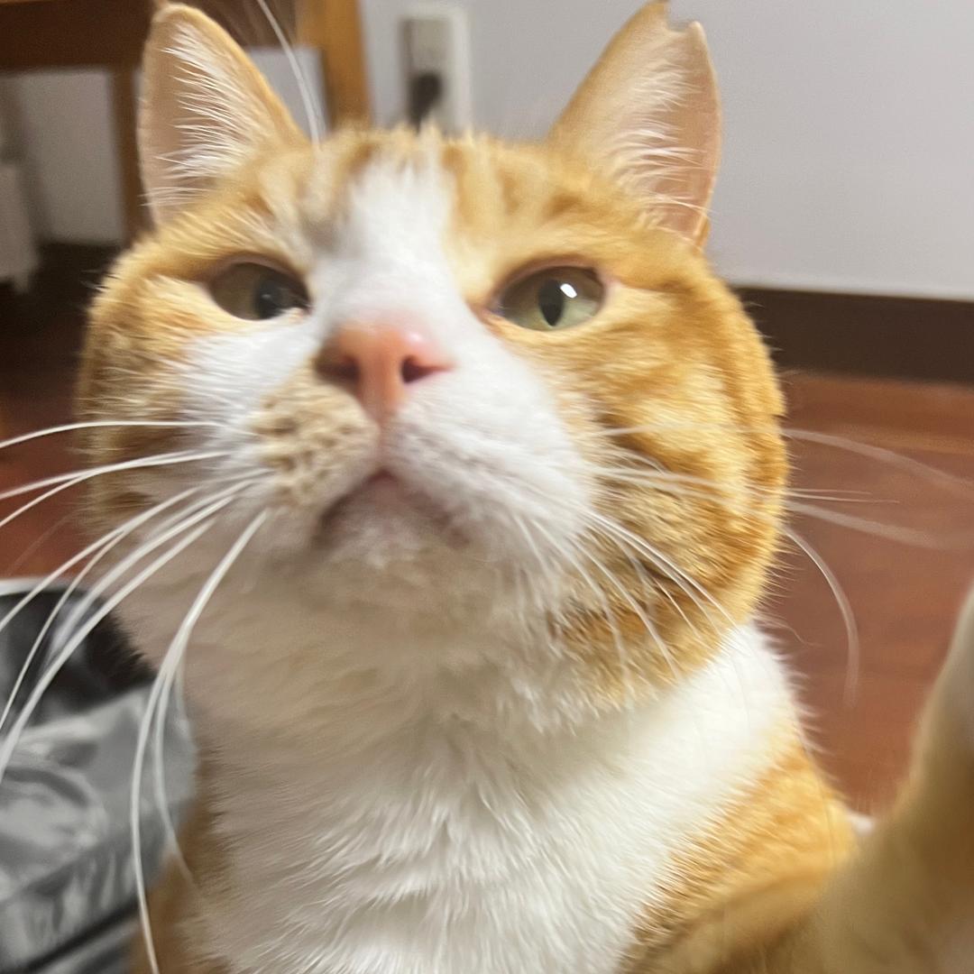 猫见愁本愁