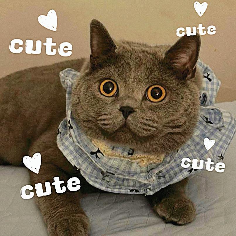 谁说小猫笨