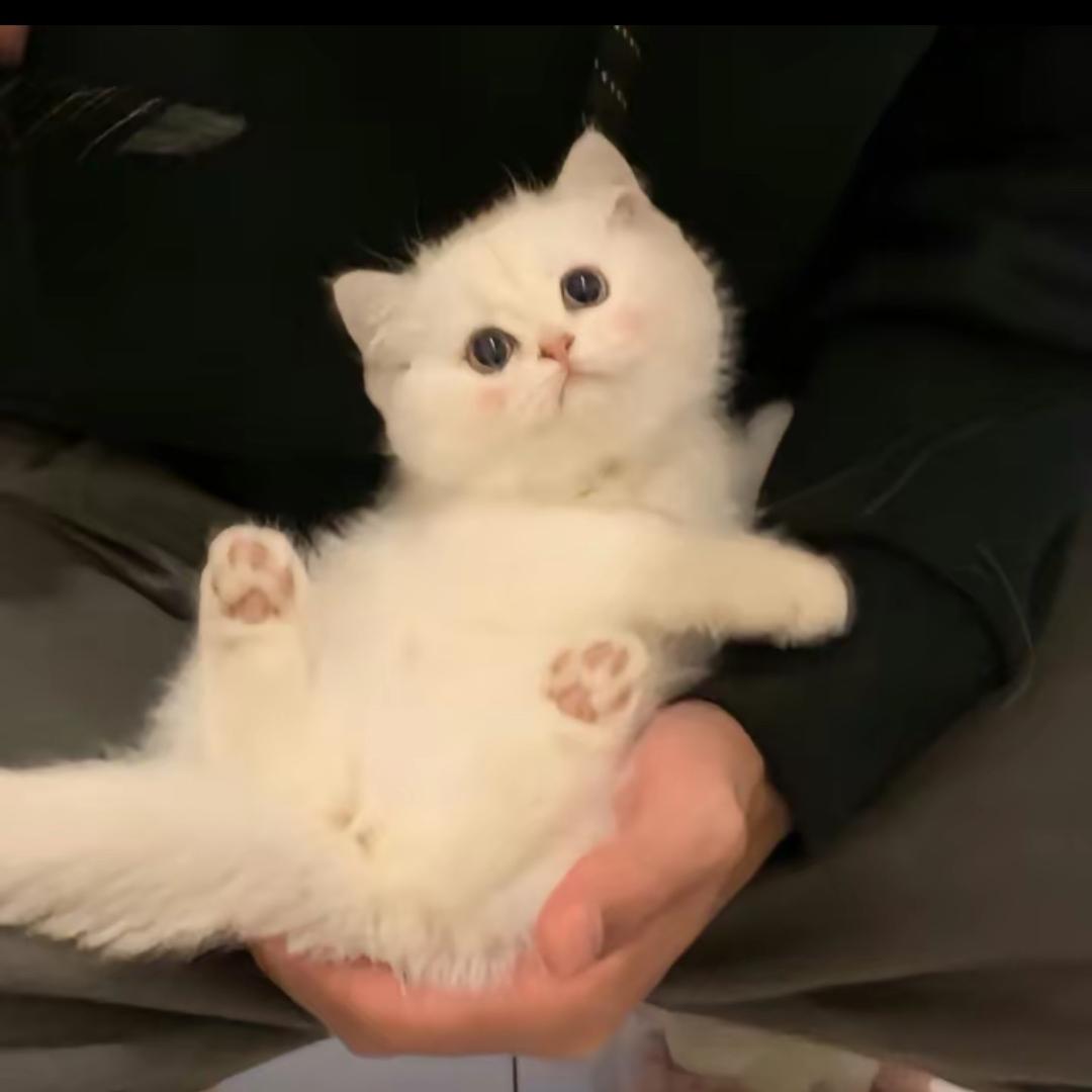 Lin。