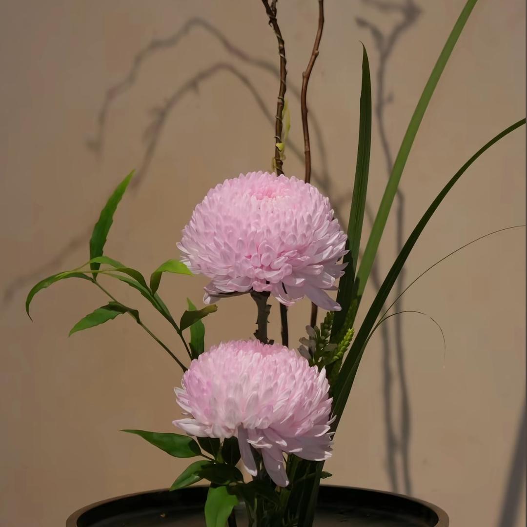糖豆豆