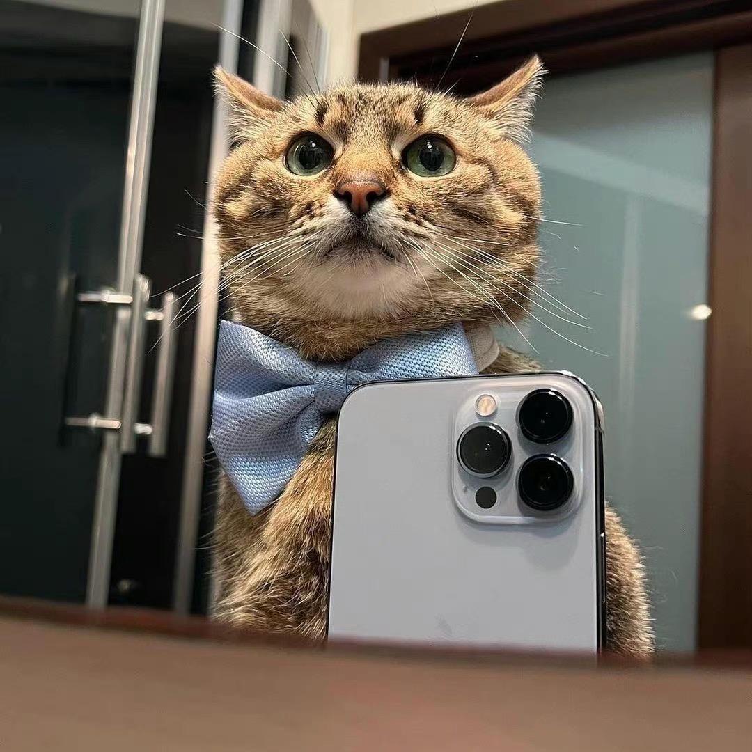 𝐃𝐚𝐨𝐝𝐚𝐨-