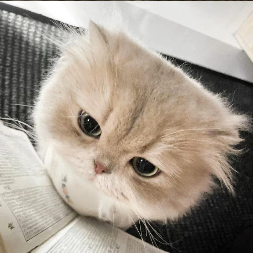 小猫乐园