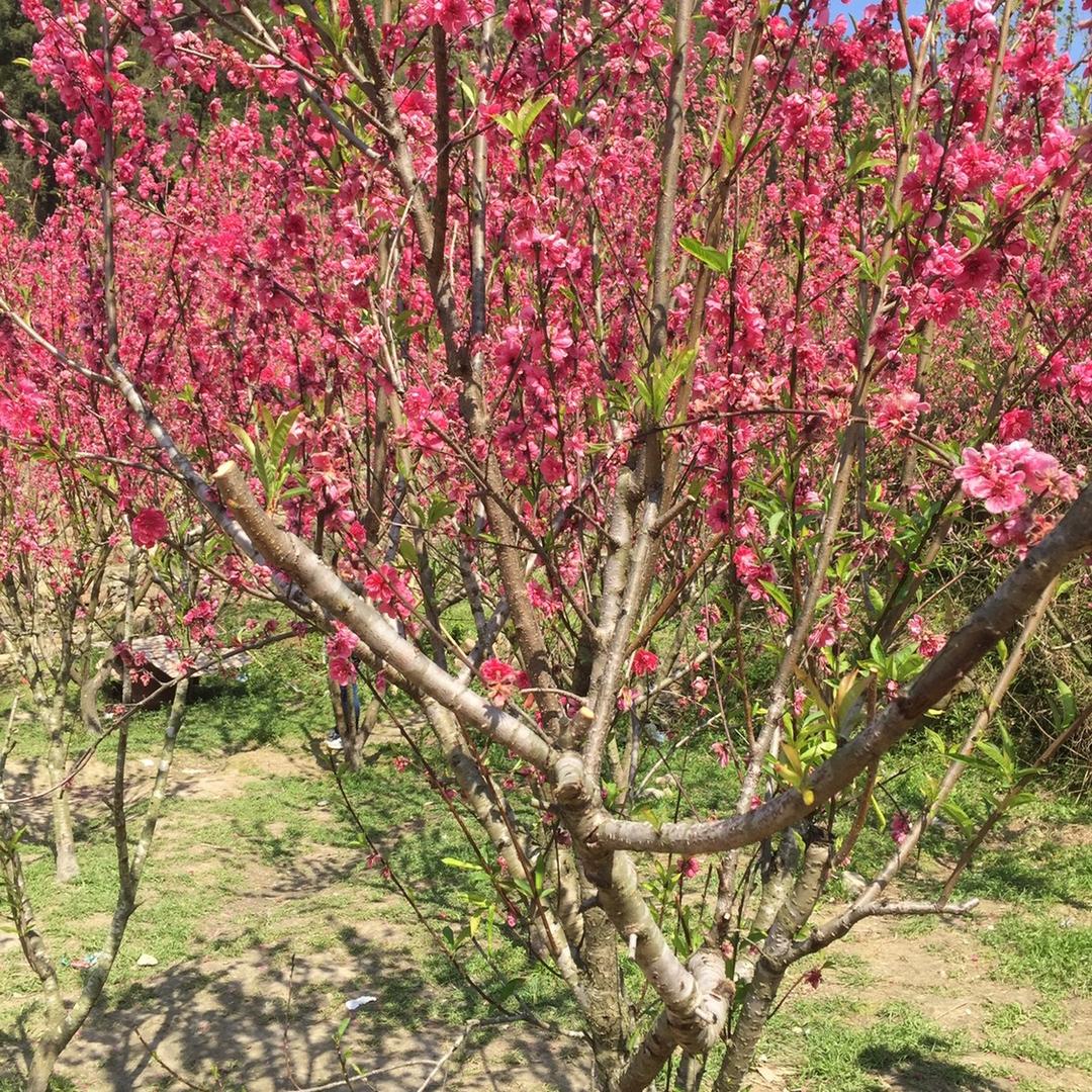 🌸