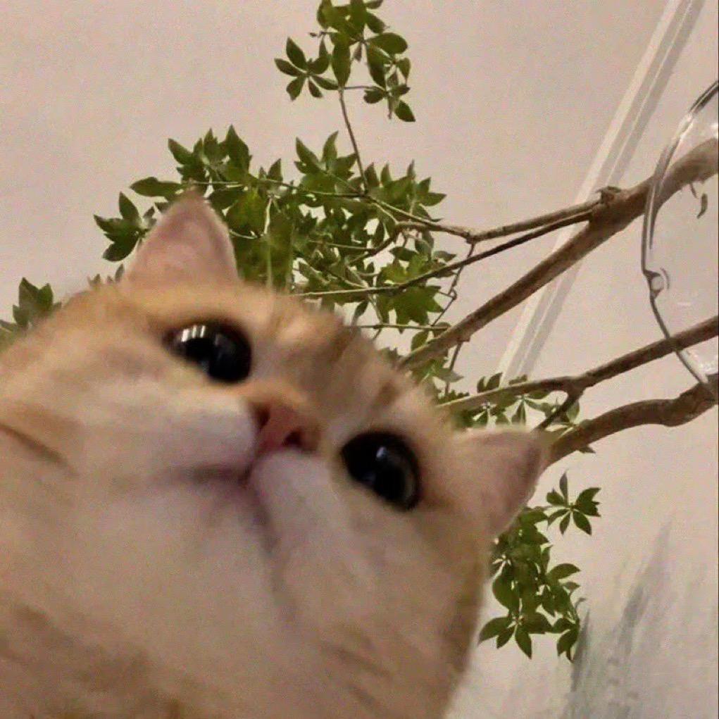 多放荆芥.