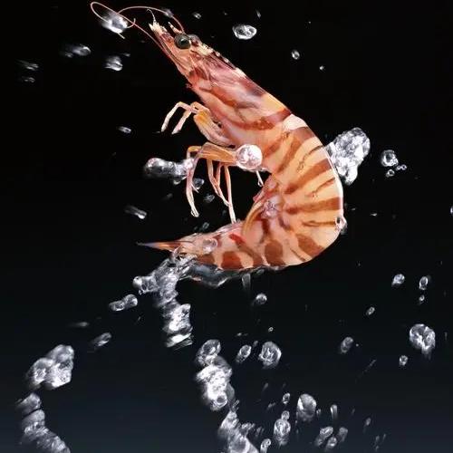 海霸王