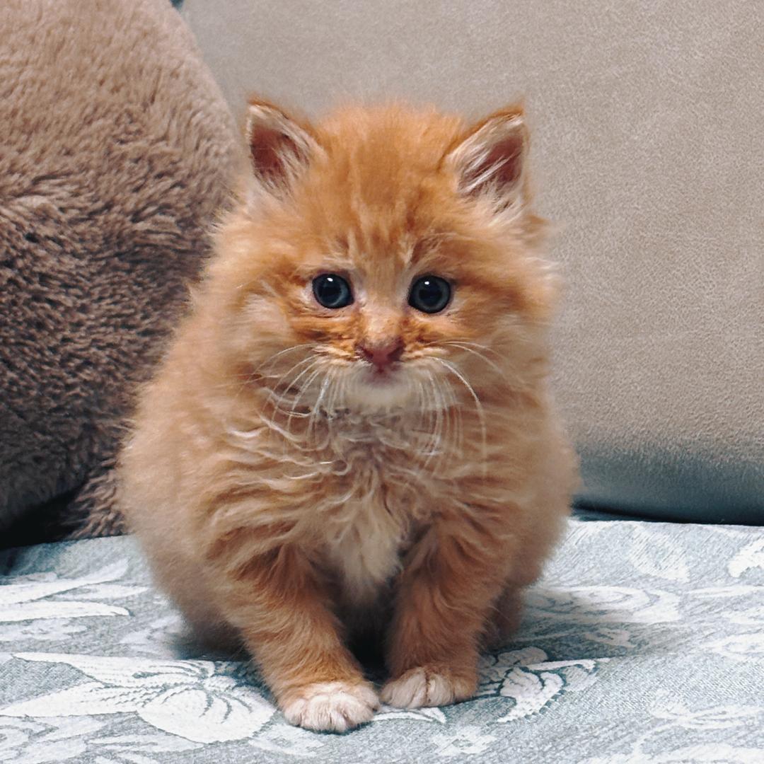 橘子🍊的日常生活