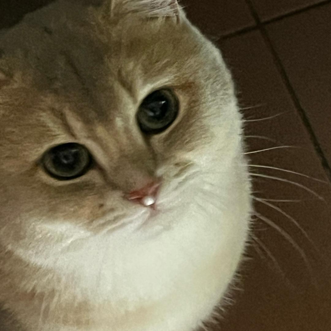 小可爱🐯
