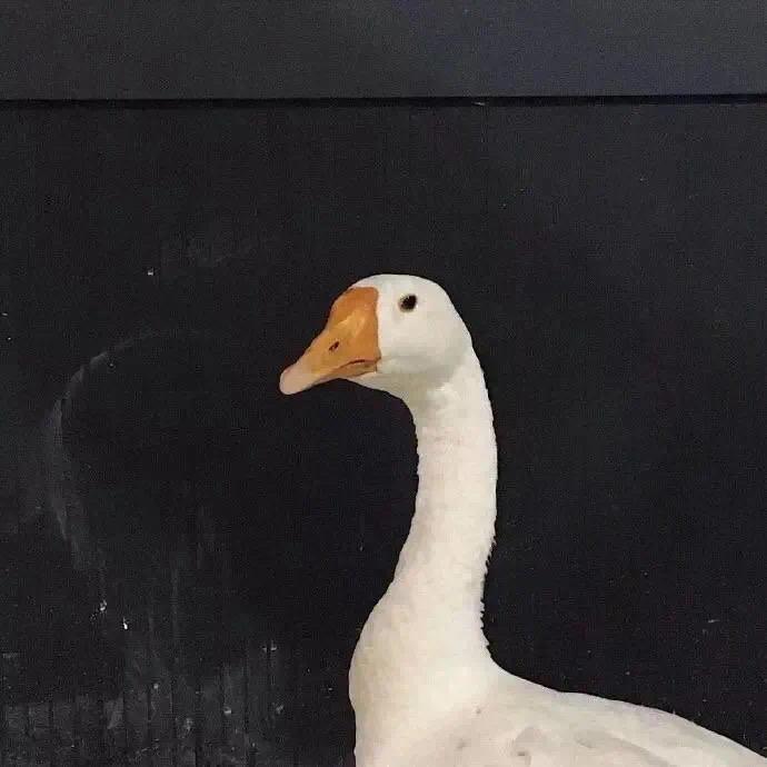 瓶子
