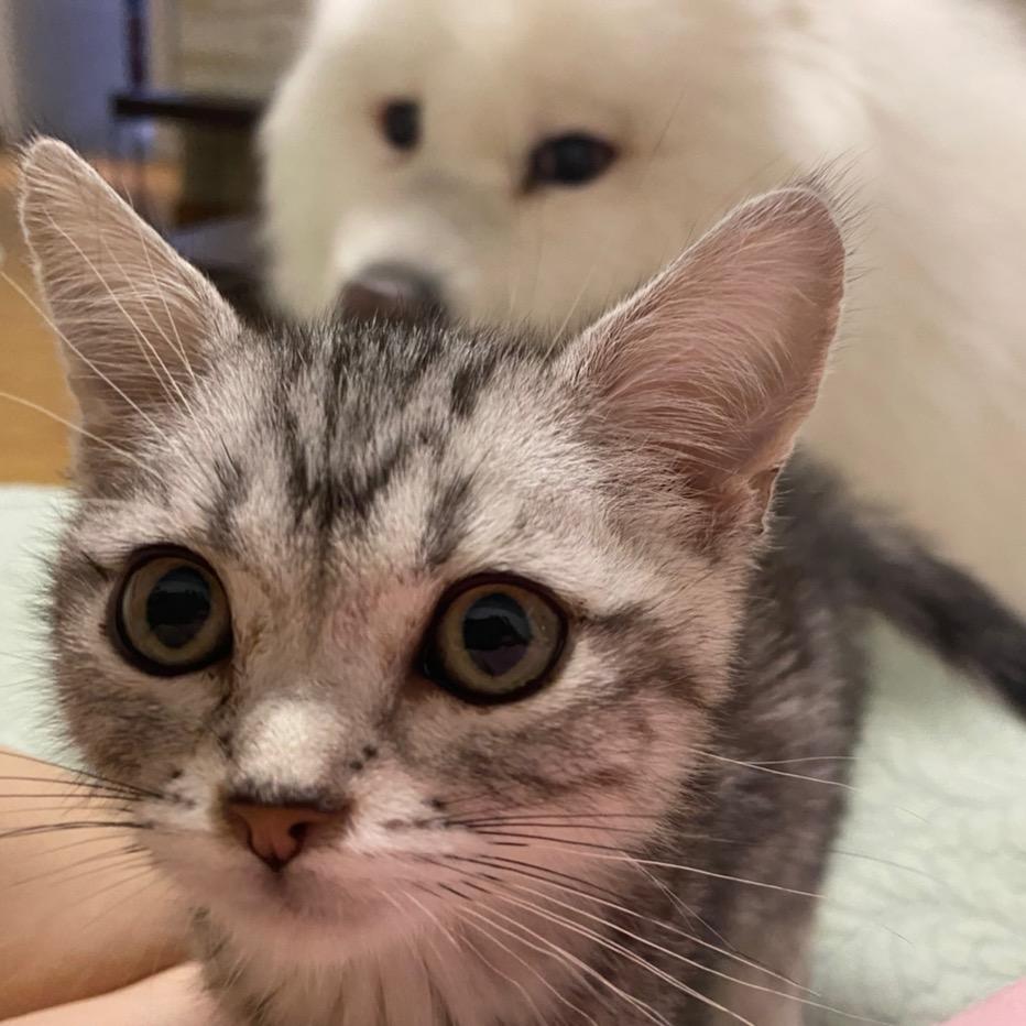 速潜游泳—月月教练