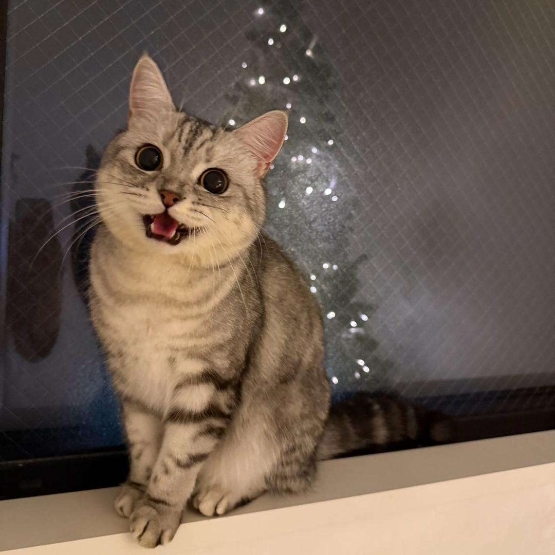 🐱岁岁在日本