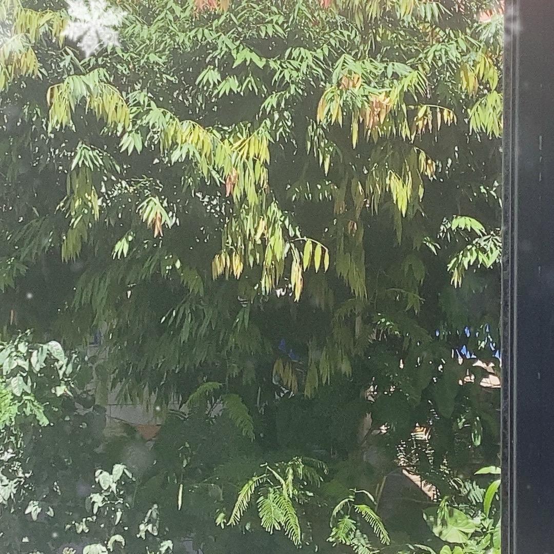 杰炮手