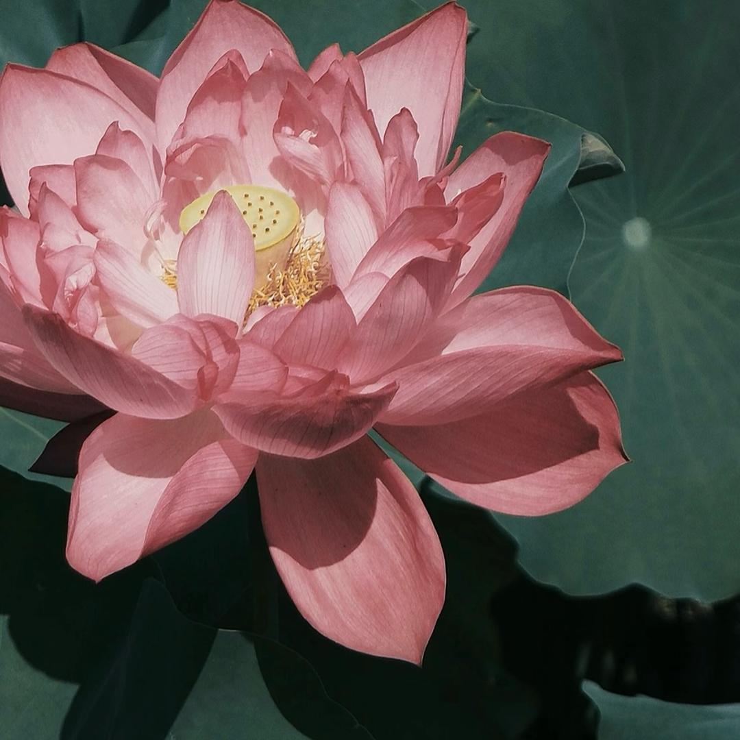 欣欣向蓉