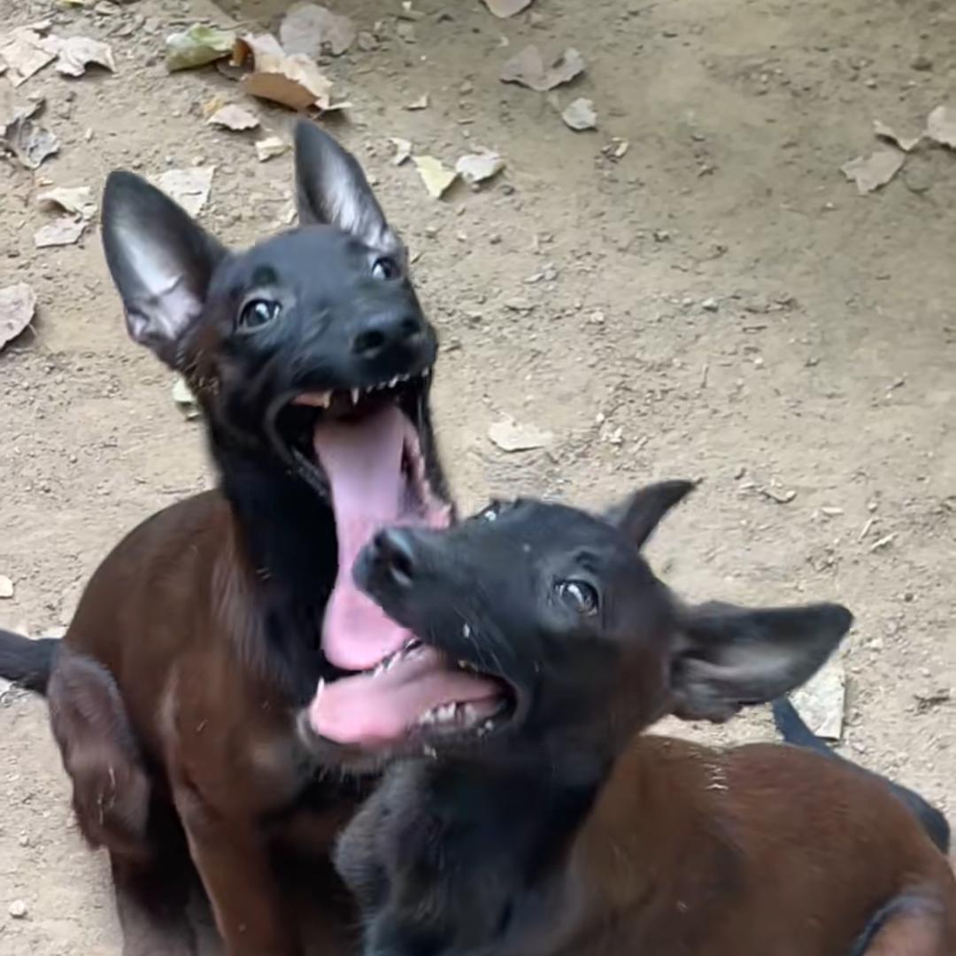 军哥马犬繁殖基地