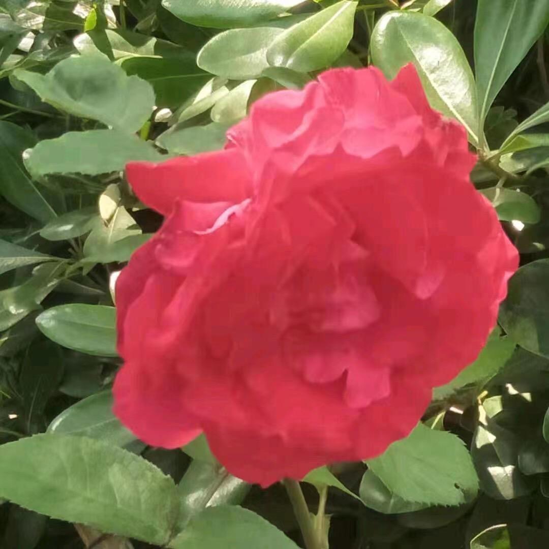 丁.