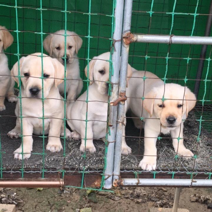 横栏宠物狗养殖