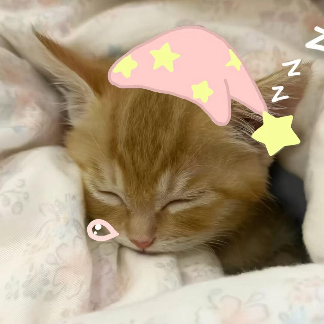 我想你啦