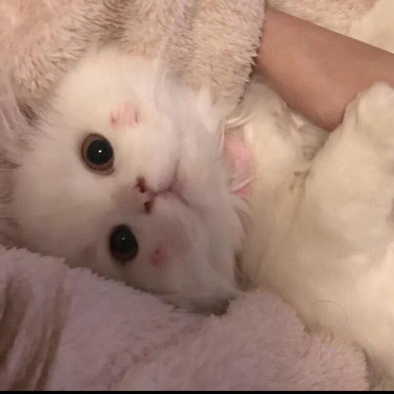 香菜楠子