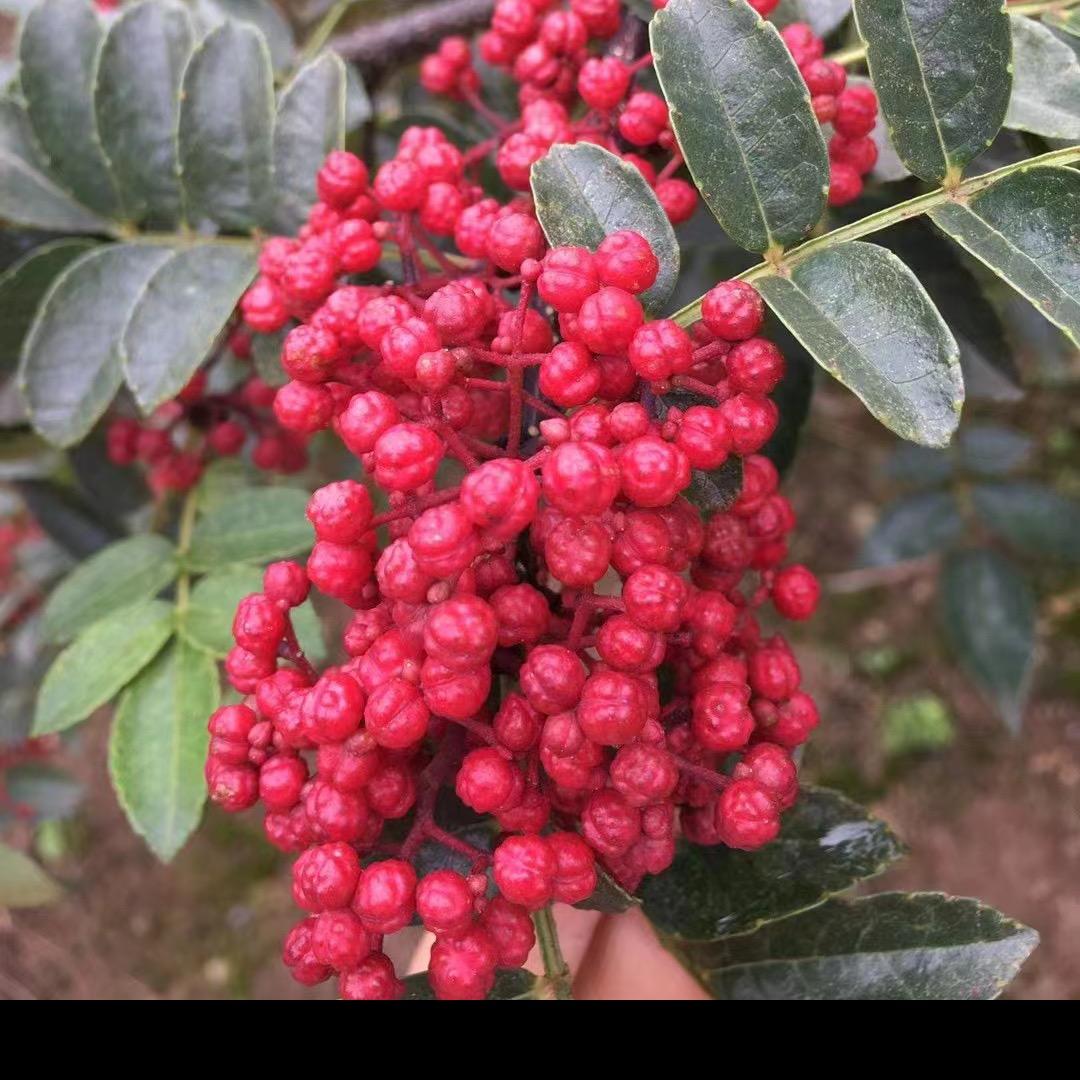 汉源花椒孙二姐