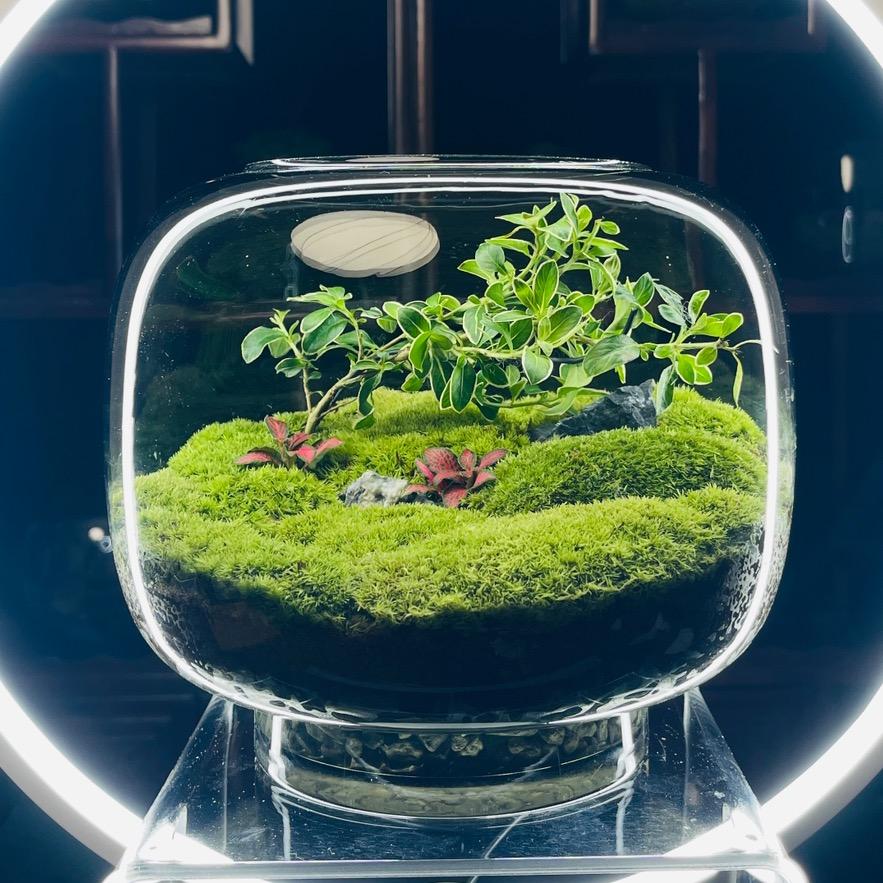 奥森绿植造景