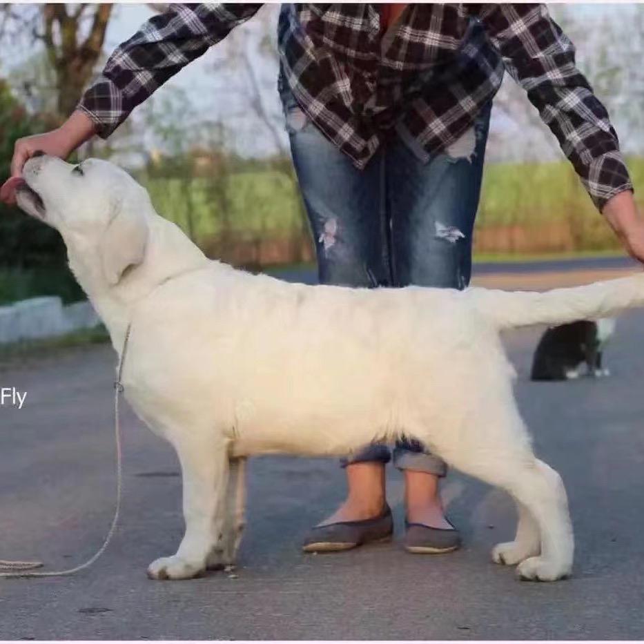 西北简单拉布拉多犬舍