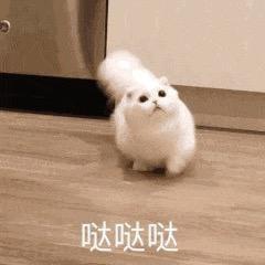 哒哒哒(⸝⸝•‧̫•⸝⸝)