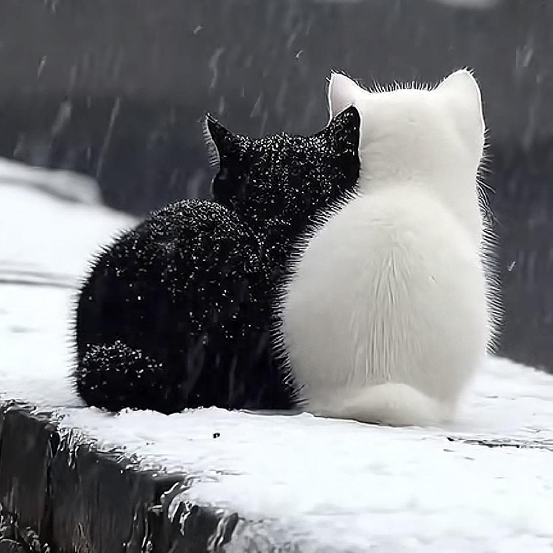 🥀肆水流年、小旭🕊️