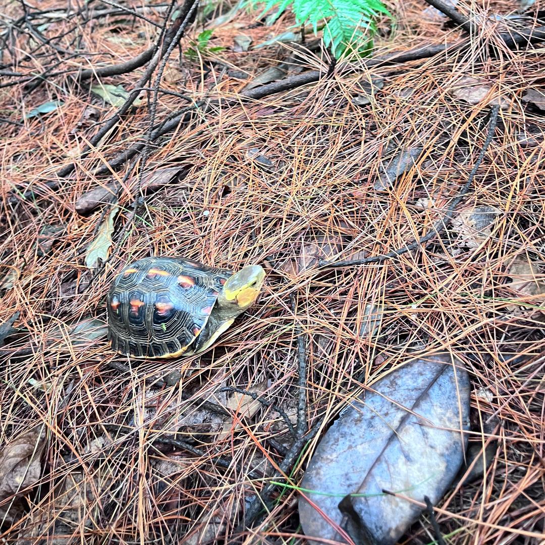 雾都缘龟⛰️🐢