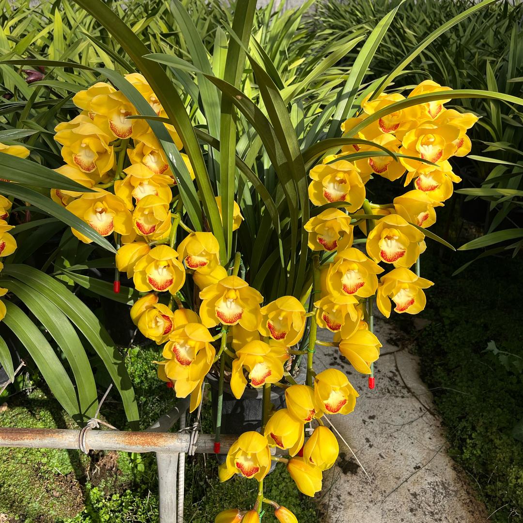 露希花卉