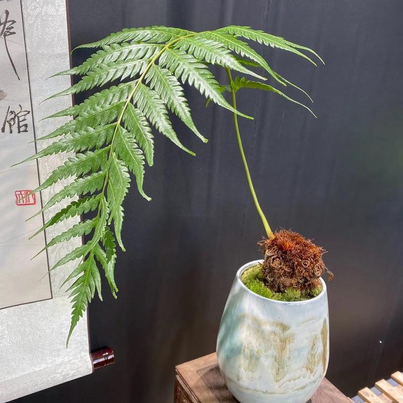蕨物空间