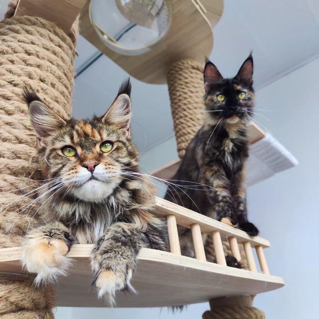 龙龙的缅因猫🐱