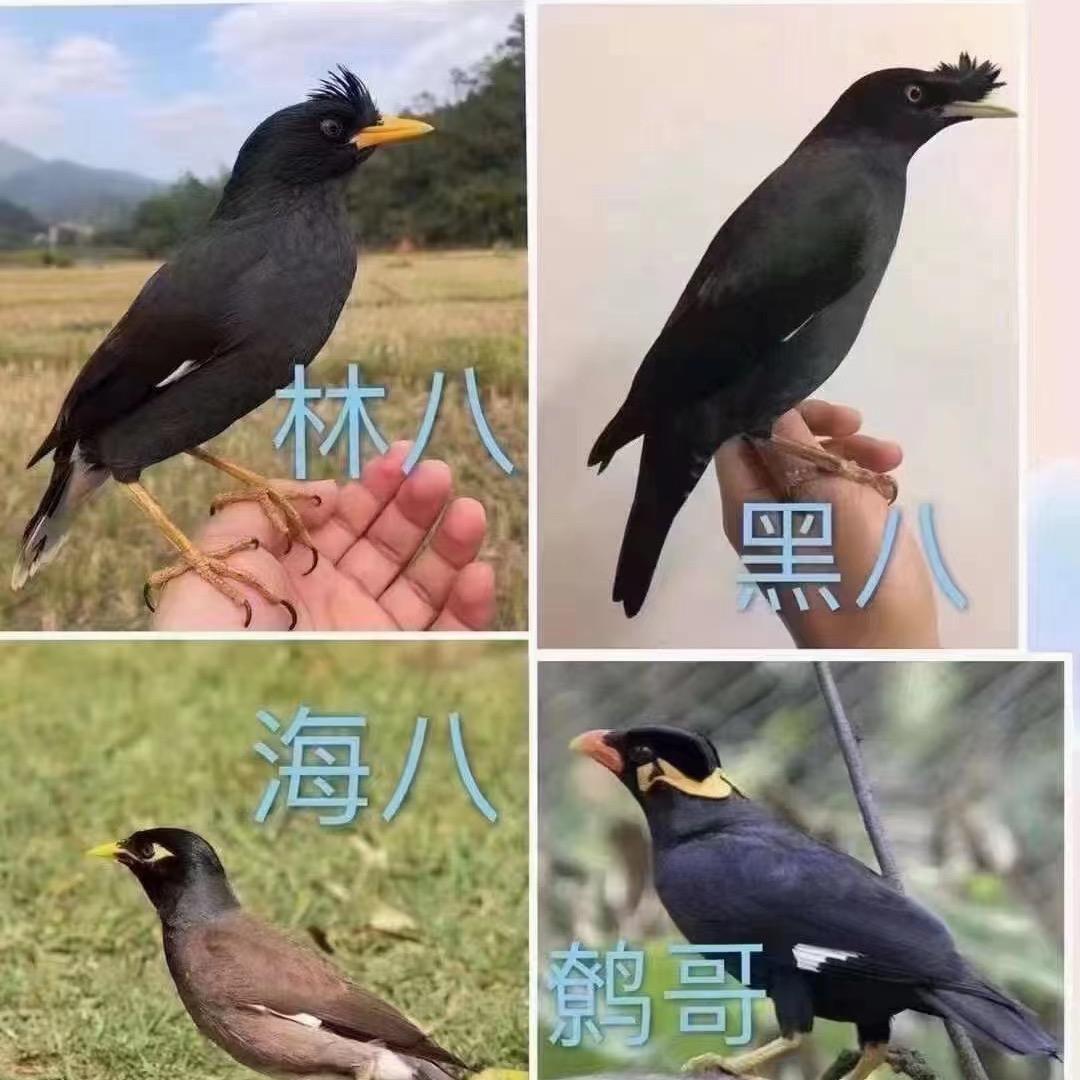 八哥幼崽