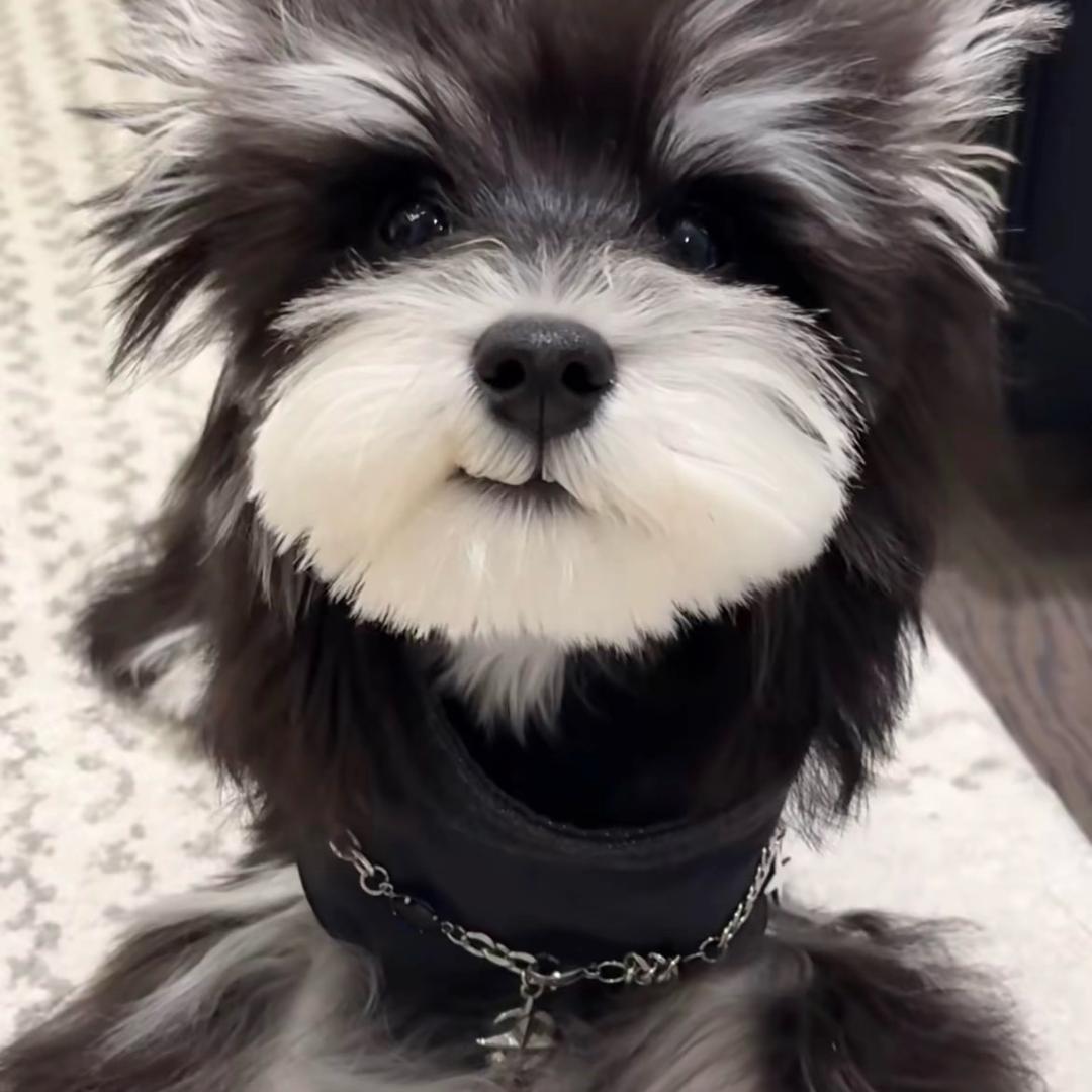 懒大王，第一万个粉丝