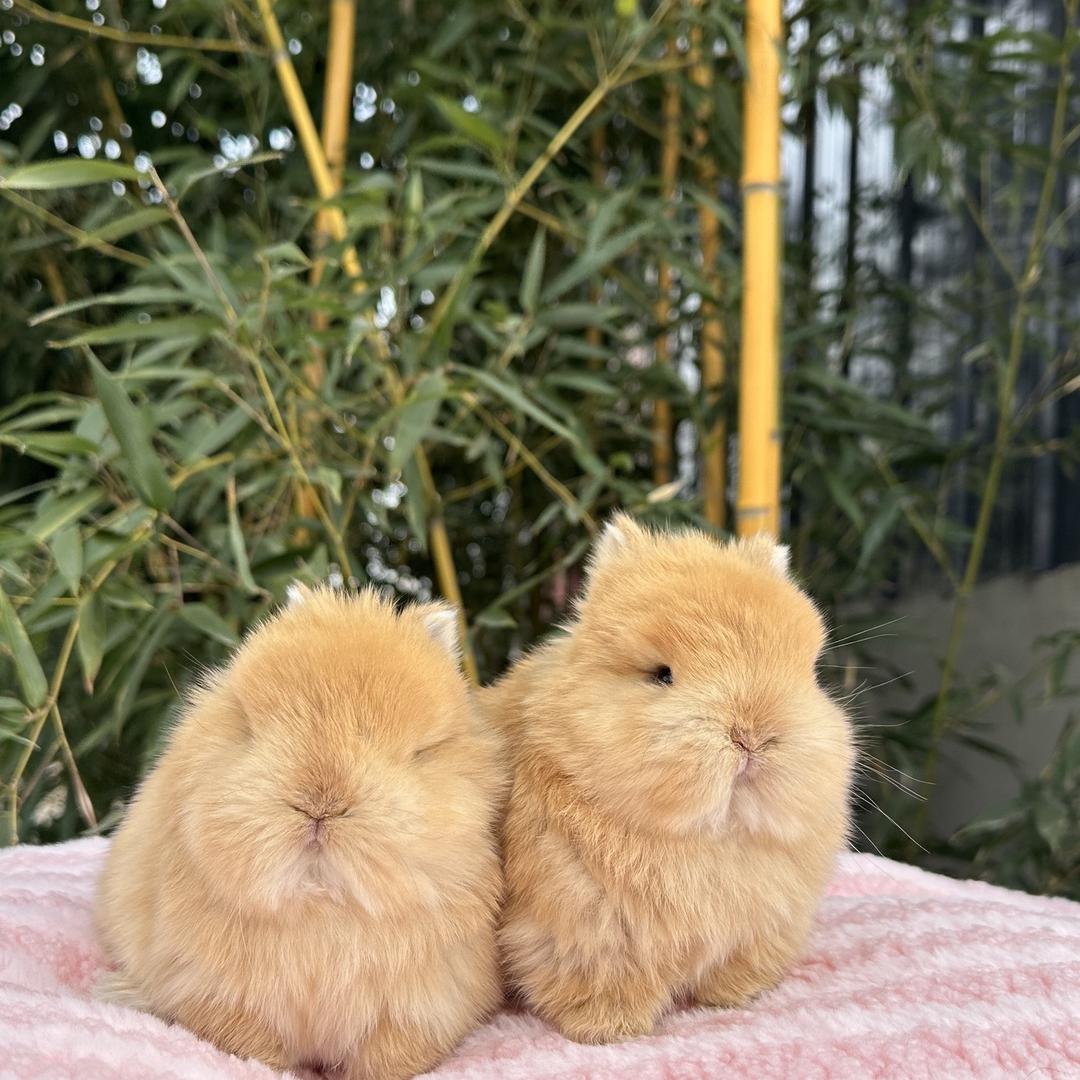 小波比萌宠